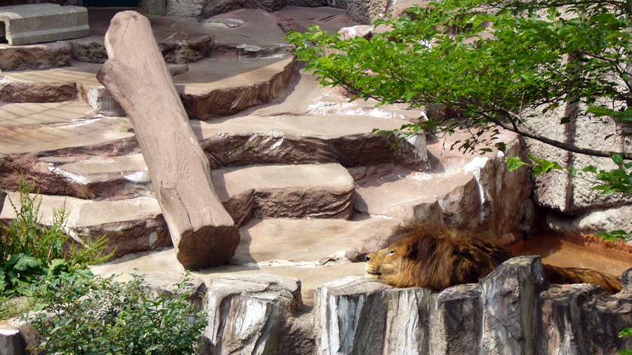 2006年7月14日 円山動物園のライオン