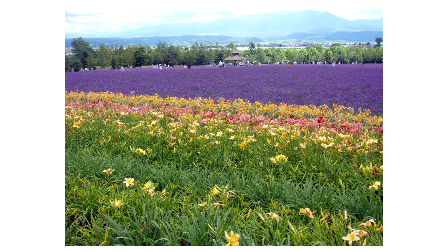 2006年7月25日 ファーム富田