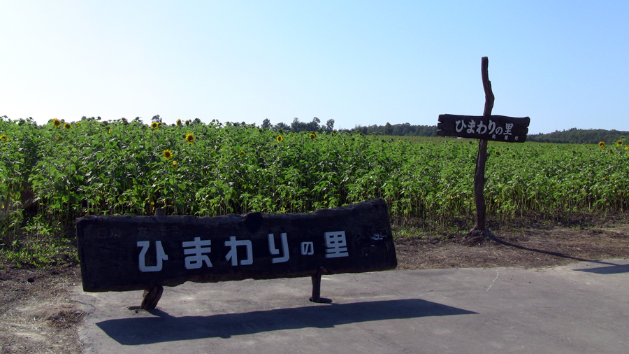 2009年8月8日 北竜町のひまわりの里