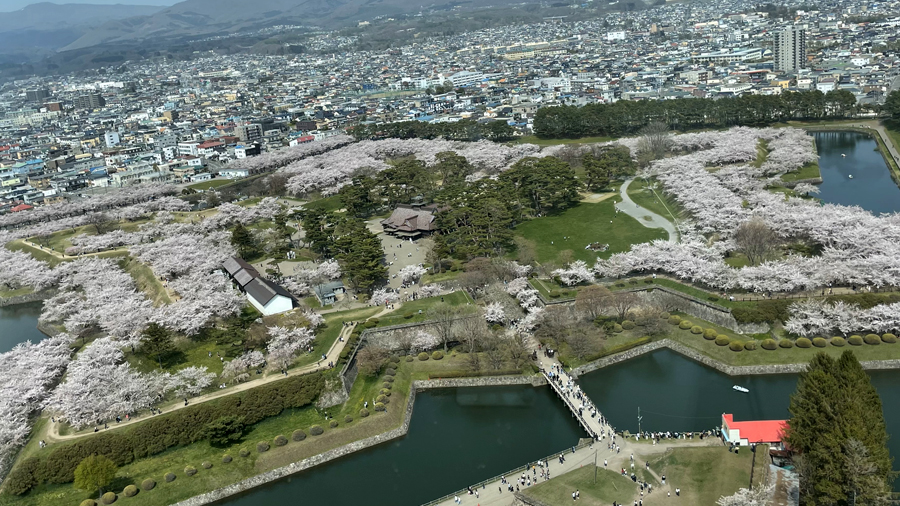 2024年4月28日 五稜郭タワーからの桜