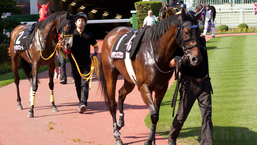 『ザ・ロイヤルファミリー』最終回について予想してみた